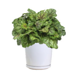 Heuchera Americana Marvelous Marble